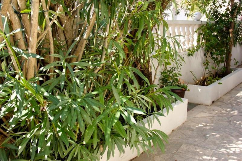 Apartments Jasmin トロギール エクステリア 写真